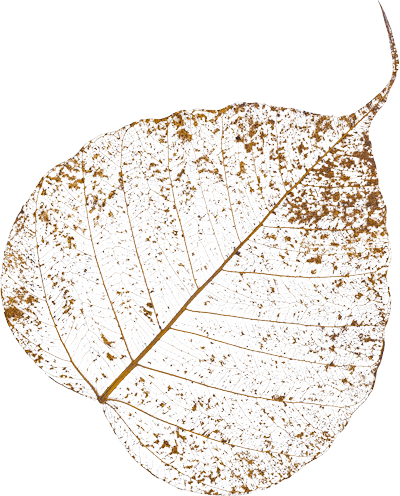 タイの癒しを象徴する菩提樹の葉のイメージ